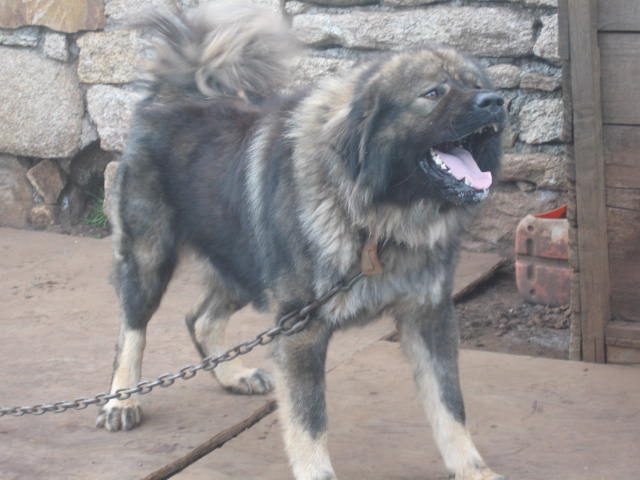 cachorros pastor del caucaso
