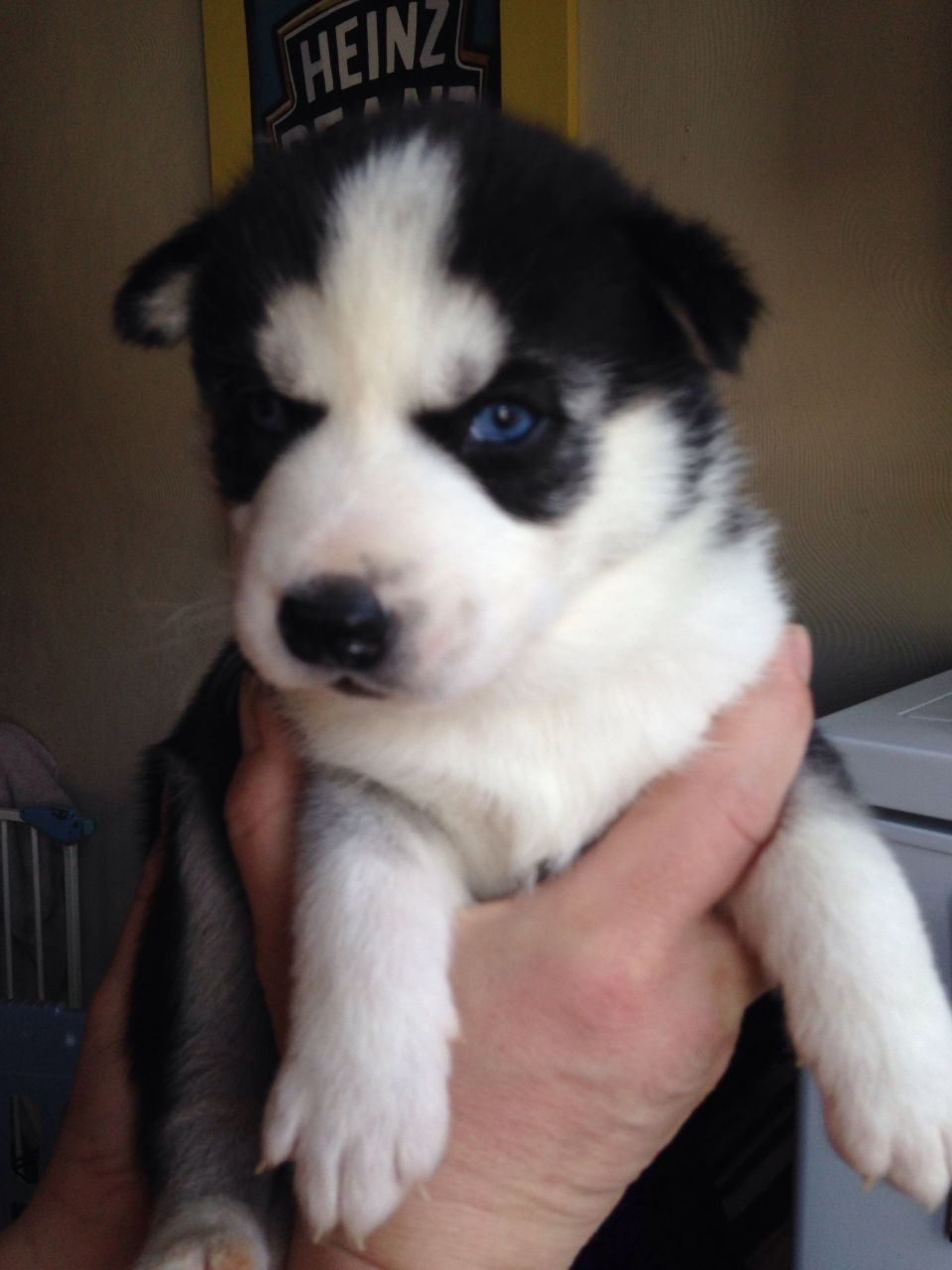 
Precio Siberian husky...........<strong>            $18,500.00  A  $22,000.00  (dependiendo del color)</strong> <br><br>


100% pura raza, registrados todos los papeles en regla se envian a cualquier parte de la Republica.<br><br> 

<li>Contrato de compraventa<br><br></li>


<li>Seguro de vida gratuito por escrito de 5 años que cubre muerte en caso de cuestiones virales</li>
<br><br>

<li>Garantía de Pureza Racial<br><br></li>

<li>Certificado de registro inicial que extiende la Federación Canófila Mexicana donde los cachorros se entregan con tatuaje y microchip</li>

