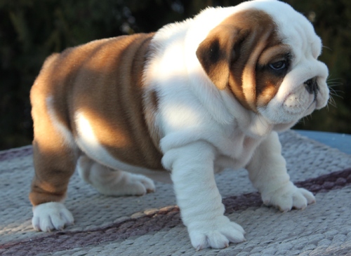 Dos Cute Puppies Bulldog Inglés para su aprobación 