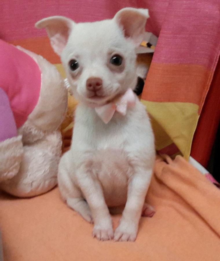 
Precio Chihuahua...........<strong>     $16,500.00  A   $20,000.00    (dependiendo del tamaño y color)</strong> <br><br>


100% pura raza, registrados todos los papeles en regla se envian a cualquier parte de la Republica.<br><br> 

<li>Contrato de compraventa<br><br></li>


<li>Seguro de vida gratuito por escrito de 5 años que cubre muerte en caso de cuestiones virales</li>
<br><br>

<li>Garantía de Pureza Racial<br><br></li>

<li>Certificado de registro inicial que extiende la Federación Canófila Mexicana donde los cachorros se entregan con tatuaje y microchip</li>

