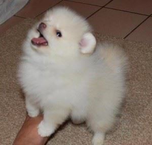 Minúsculas lindas cachorros Teacup Pomeranian -
<br>
<br>Buscando un buen hogar para mis cachorros de Pomerania. Tienen gran temperamento hacia la gente y se lleva bien con los perros grandes y los animales domésticos en el hogar