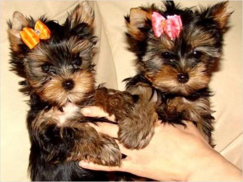 
Precio Yorkshire Terrier...........<strong>$18,000.00   A   $25,000.00  (dependiendo del tamaño, sexo, color y calidad)</strong> <br><br>


100% pura raza, registrados todos los papeles en regla se envian a cualquier parte de la Republica.<br><br> 

<li>Contrato de compraventa<br><br></li>


<li>Seguro de vida gratuito por escrito de 5 años que cubre muerte en caso de cuestiones virales</li>
<br><br>

<li>Garantía de Pureza Racial<br><br></li>

<li>Certificado de registro inicial que extiende la Federación Canófila Mexicana donde los cachorros se entregan con tatuaje y microchip</li>

