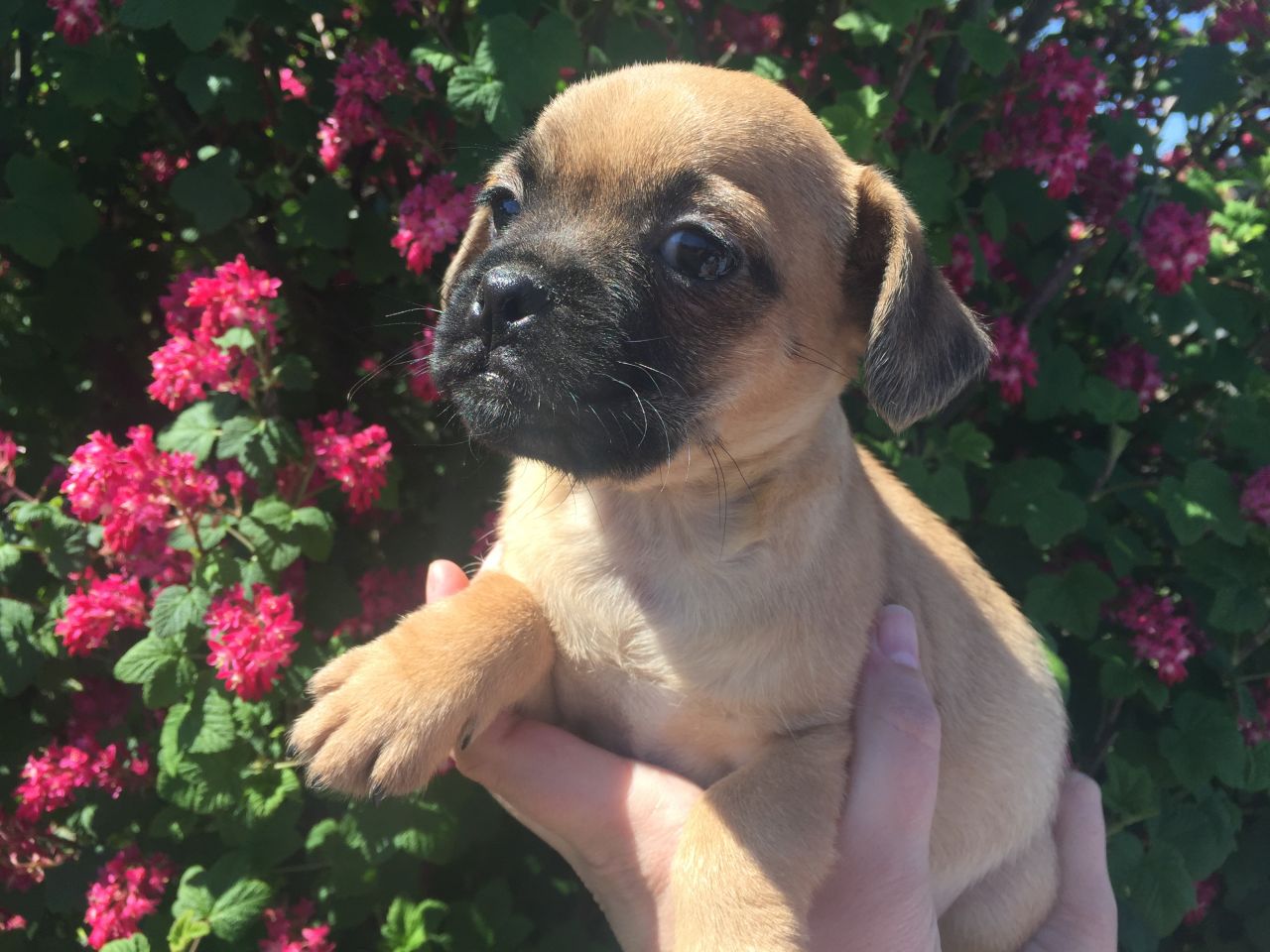 Cachorros Pug preciosos disponibles para cuidar y amar hogares