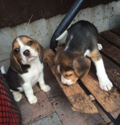 1 hembra de perro beagle