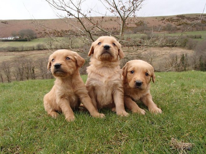 
Precio Golden Retriever...........<strong>             $15,500.00</strong> <br><br>


100% pura raza, registrados todos los papeles en regla se envian a cualquier parte de la Republica.<br><br> 

<li>Contrato de compraventa<br><br></li>


<li>Seguro de vida gratuito por escrito de 5 años que cubre muerte en caso de cuestiones virales</li>
<br><br>

<li>Garantía de Pureza Racial<br><br></li>

<li>Certificado de registro inicial que extiende la Federación Canófila Mexicana donde los cachorros se entregan con tatuaje y microchip</li>

