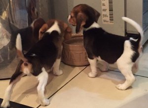 Raza pura cachorros Beagle