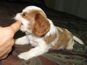 Este pequeño individuo querido está lleno de AKC y será
<br>listo en 3 semanas. Su padre (en la foto) Bentley es