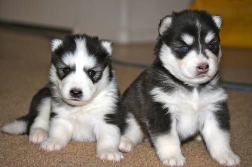  Siberian Huskies