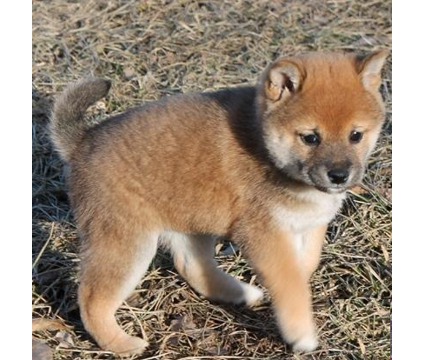 shiba inu
<br>
<br>Perritos muy lindos para sus hijos.
<br>
<br>Perritos muy lindos para sus hijos. Hermosos colores y marcas. Muy juguetón y lleno de amor y besos. Mucha diversión cuidar de ellos y sólo amarlos. Hasta día con sus vacunas y desparasitación.
<br>