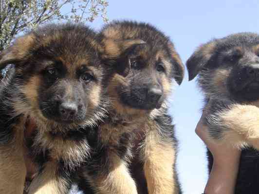 Pastor Alemán Hermosos Cachorritos