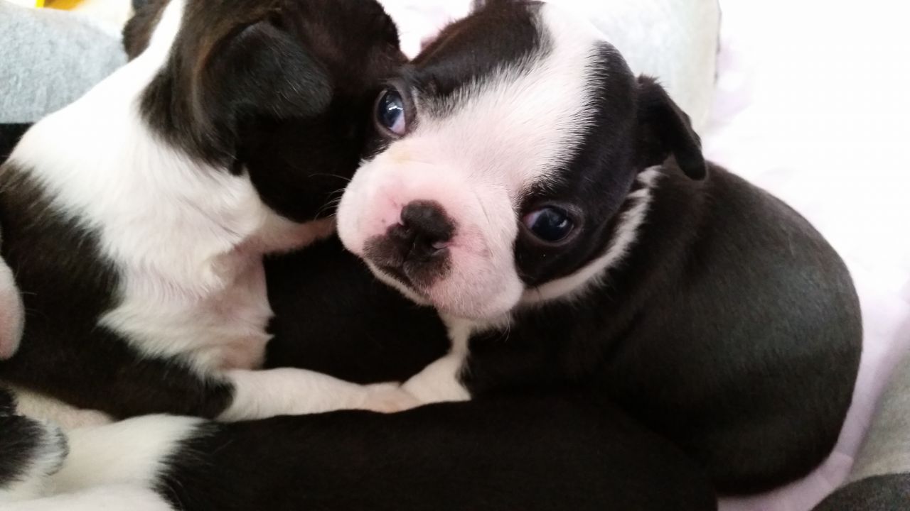 Boston Terriers Cachorros 