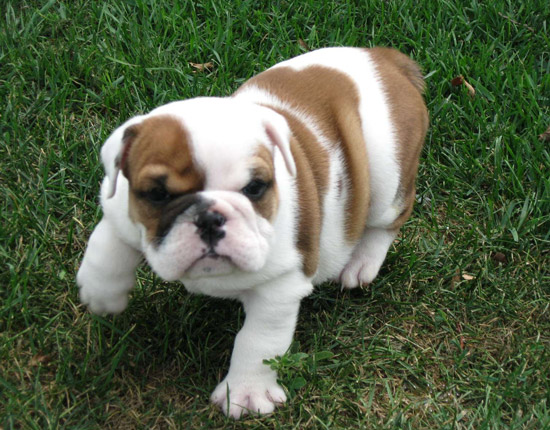 Bulldog Inglés cachorros disponibles para 