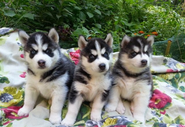 Siberiano de Ojos Azul cachorros Roncos disponibles para 