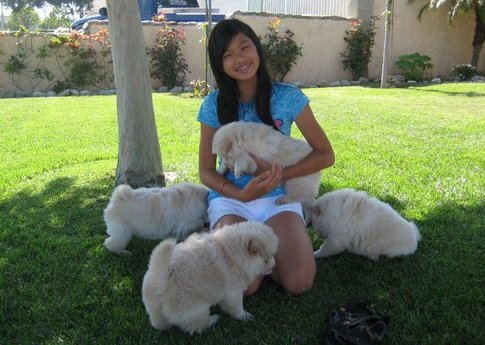 Chow cachorros de perro chino