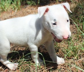 
Precio Bull Terrier...........<strong>    $18,000.00  A   $25,000.00    ( dependiendo tamaño y color)</strong> <br><br>


100% pura raza, registrados todos los papeles en regla se envian a cualquier parte de la Republica.<br><br> 

<li>Contrato de compraventa<br><br></li>


<li>Seguro de vida gratuito por escrito de 5 años que cubre muerte en caso de cuestiones virales</li>
<br><br>

<li>Garantía de Pureza Racial<br><br></li>

<li>Certificado de registro inicial que extiende la Federación Canófila Mexicana donde los cachorros se entregan con tatuaje y microchip</li>

