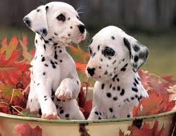 perrito Dalmatian