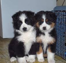 cachorros de pastor australiano