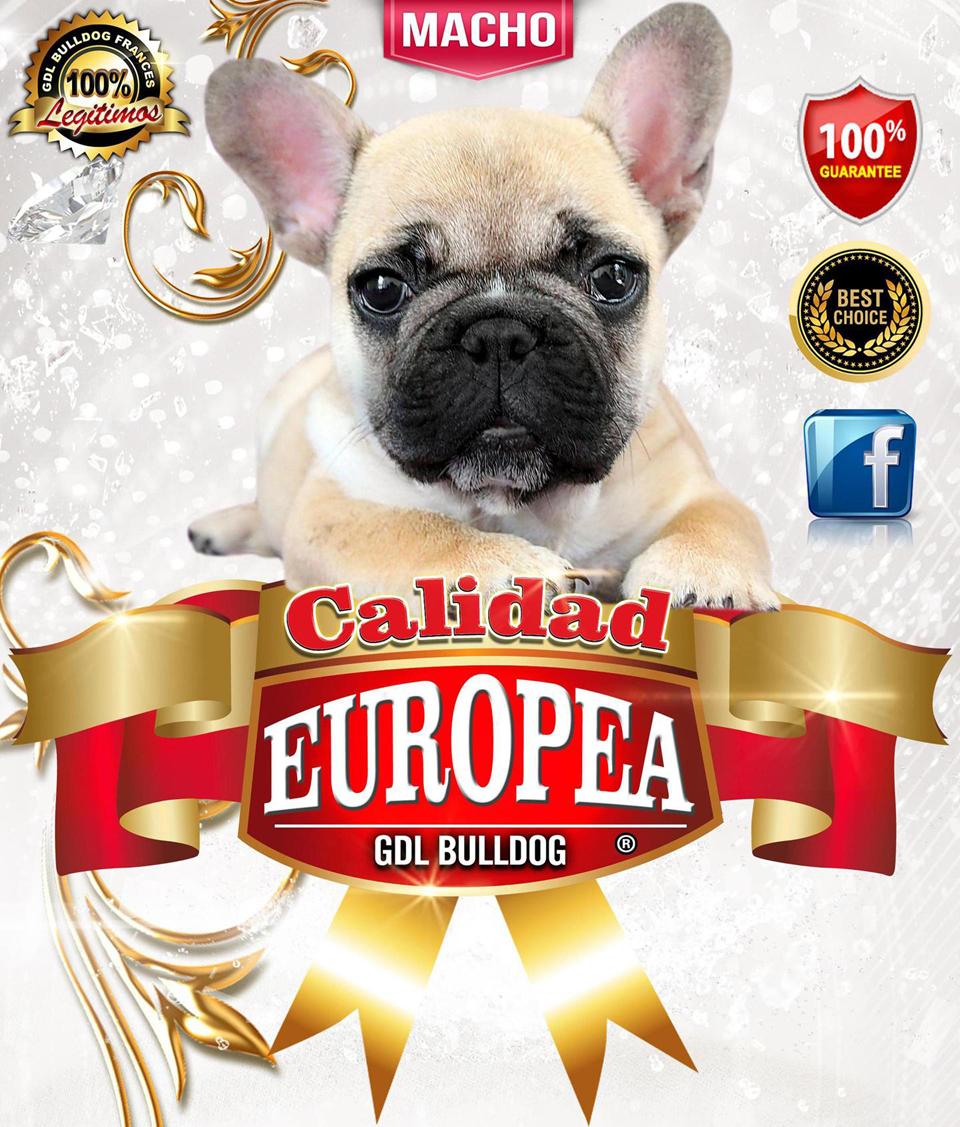 
Precio Bulldog francés...........<strong>   $32,000.00  A   $43,000.00    (dependiendo la calidad)</strong> <br><br>


100% pura raza, registrados todos los papeles en regla se envian a cualquier parte de la Republica.<br><br> 

<li>Contrato de compraventa<br><br></li>


<li>Seguro de vida gratuito por escrito de 5 años que cubre muerte en caso de cuestiones virales</li>
<br><br>

<li>Garantía de Pureza Racial<br><br></li>

<li>Certificado de registro inicial que extiende la Federación Canófila Mexicana donde los cachorros se entregan con tatuaje y microchip</li>

