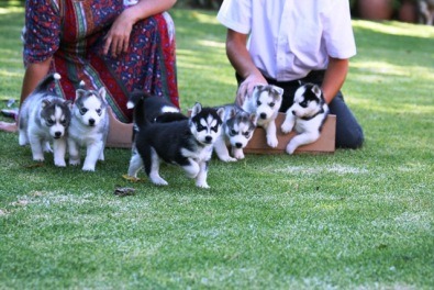 
Precio Siberian husky...........<strong>            $18,500.00  A  $22,000.00  (dependiendo del color)</strong> <br><br>


100% pura raza, registrados todos los papeles en regla se envian a cualquier parte de la Republica.<br><br> 

<li>Contrato de compraventa<br><br></li>


<li>Seguro de vida gratuito por escrito de 5 años que cubre muerte en caso de cuestiones virales</li>
<br><br>

<li>Garantía de Pureza Racial<br><br></li>

<li>Certificado de registro inicial que extiende la Federación Canófila Mexicana donde los cachorros se entregan con tatuaje y microchip</li>

