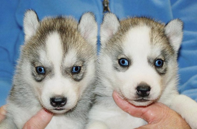 
Precio Siberian husky...........<strong>            $18,500.00  A  $22,000.00  (dependiendo del color)</strong> <br><br>


100% pura raza, registrados todos los papeles en regla se envian a cualquier parte de la Republica.<br><br> 

<li>Contrato de compraventa<br><br></li>


<li>Seguro de vida gratuito por escrito de 5 años que cubre muerte en caso de cuestiones virales</li>
<br><br>

<li>Garantía de Pureza Racial<br><br></li>

<li>Certificado de registro inicial que extiende la Federación Canófila Mexicana donde los cachorros se entregan con tatuaje y microchip</li>

