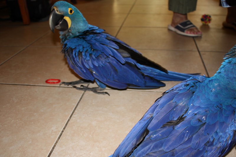 magníficos guacamayos jacinto loros para la adopción