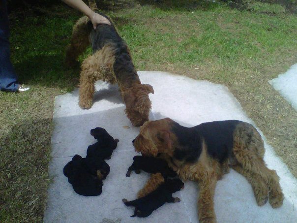 cachorros Airdale terrier de seis semanas