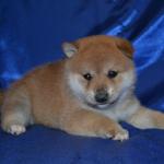The Shiba Inu is a fastidious breed and feels the need to maintain itself in a clean state. Shiba Inus can often be seen licking their paws and legs much like a cat. Shibas generally go out of their way to keep their coats clean, yet thoroughly enjoy swimming and playing in puddles. Because of their fastidious and proud nature, Shiba puppies are easy to housebreak and in many cases will housebreak themselves. Having their owner simply place them outside after meal times and naps is generally enough to teach the Shiba Inu the appropriate method of toileting.