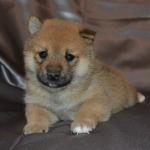 The Shiba Inu is a fastidious breed and feels the need to maintain itself in a clean state. Shiba Inus can often be seen licking their paws and legs much like a cat. Shibas generally go out of their way to keep their coats clean, yet thoroughly enjoy swimming and playing in puddles. Because of their fastidious and proud nature, Shiba puppies are easy to housebreak and in many cases will housebreak themselves. Having their owner simply place them outside after meal times and naps is generally enough to teach the Shiba Inu the appropriate method of toileting.