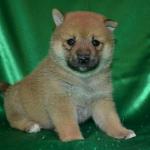 The Shiba Inu is a fastidious breed and feels the need to maintain itself in a clean state. Shiba Inus can often be seen licking their paws and legs much like a cat. Shibas generally go out of their way to keep their coats clean, yet thoroughly enjoy swimming and playing in puddles. Because of their fastidious and proud nature, Shiba puppies are easy to housebreak and in many cases will housebreak themselves. Having their owner simply place them outside after meal times and naps is generally enough to teach the Shiba Inu the appropriate method of toileting.