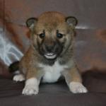 Shiba Inu cachorros para su aprobación