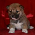 Shiba Inu cachorros para su aprobación