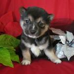 Shiba Inu cachorros para su aprobación