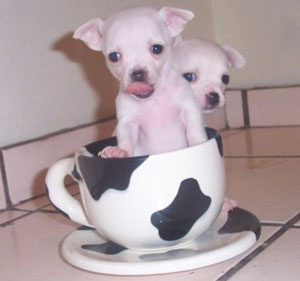 
Precio Chihuahua...........<strong>     $16,500.00  A   $20,000.00    (dependiendo del tamaño y color)</strong> <br><br>


100% pura raza, registrados todos los papeles en regla se envian a cualquier parte de la Republica.<br><br> 

<li>Contrato de compraventa<br><br></li>


<li>Seguro de vida gratuito por escrito de 5 años que cubre muerte en caso de cuestiones virales</li>
<br><br>

<li>Garantía de Pureza Racial<br><br></li>

<li>Certificado de registro inicial que extiende la Federación Canófila Mexicana donde los cachorros se entregan con tatuaje y microchip</li>

