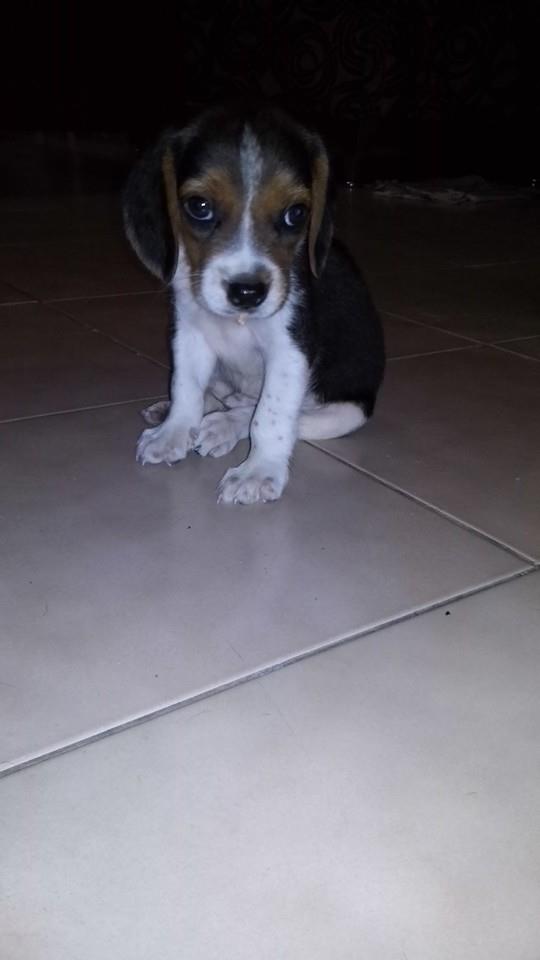 Hermoso Beagle machito, desparacitado y vacuna pentavalente