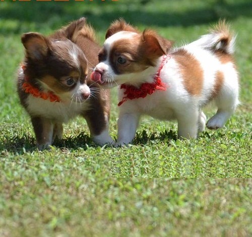 Chihuahua cachorros para un buen hogar