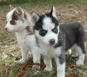 
Precio Siberian husky...........<strong>            $18,500.00  A  $22,000.00  (dependiendo del color)</strong> <br><br>


100% pura raza, registrados todos los papeles en regla se envian a cualquier parte de la Republica.<br><br> 

<li>Contrato de compraventa<br><br></li>


<li>Seguro de vida gratuito por escrito de 5 años que cubre muerte en caso de cuestiones virales</li>
<br><br>

<li>Garantía de Pureza Racial<br><br></li>

<li>Certificado de registro inicial que extiende la Federación Canófila Mexicana donde los cachorros se entregan con tatuaje y microchip</li>

