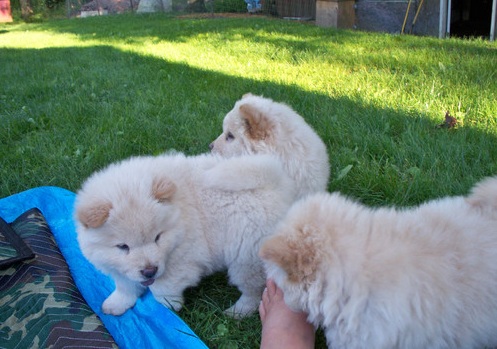 CACHORROS CHOW CHOW PARA SU APROBACION