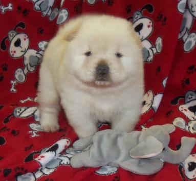 
Precio Chow Chow...........<strong>       $20,500.00  A   $33,000.00    (dependiendo del tamaño y color)</strong> <br><br>


100% pura raza, registrados todos los papeles en regla se envian a cualquier parte de la Republica.<br><br> 

<li>Contrato de compraventa<br><br></li>


<li>Seguro de vida gratuito por escrito de 5 años que cubre muerte en caso de cuestiones virales</li>
<br><br>

<li>Garantía de Pureza Racial<br><br></li>

<li>Certificado de registro inicial que extiende la Federación Canófila Mexicana donde los cachorros se entregan con tatuaje y microchip</li>

