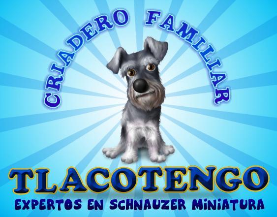 
Precio Schnauzer...........<strong>      $15,000.00   A   $22,000.00  (dependiendo del tamaño y color)</strong> <br><br>


100% pura raza, registrados todos los papeles en regla se envian a cualquier parte de la Republica.<br><br> 

<li>Contrato de compraventa<br><br></li>


<li>Seguro de vida gratuito por escrito de 5 años que cubre muerte en caso de cuestiones virales</li>
<br><br>

<li>Garantía de Pureza Racial<br><br></li>

<li>Certificado de registro inicial que extiende la Federación Canófila Mexicana donde los cachorros se entregan con tatuaje y microchip</li>

