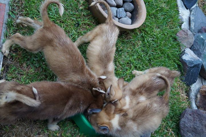 
Precio Siberian husky...........<strong>            $18,500.00  A  $22,000.00  (dependiendo del color)</strong> <br><br>


100% pura raza, registrados todos los papeles en regla se envian a cualquier parte de la Republica.<br><br> 

<li>Contrato de compraventa<br><br></li>


<li>Seguro de vida gratuito por escrito de 5 años que cubre muerte en caso de cuestiones virales</li>
<br><br>

<li>Garantía de Pureza Racial<br><br></li>

<li>Certificado de registro inicial que extiende la Federación Canófila Mexicana donde los cachorros se entregan con tatuaje y microchip</li>

