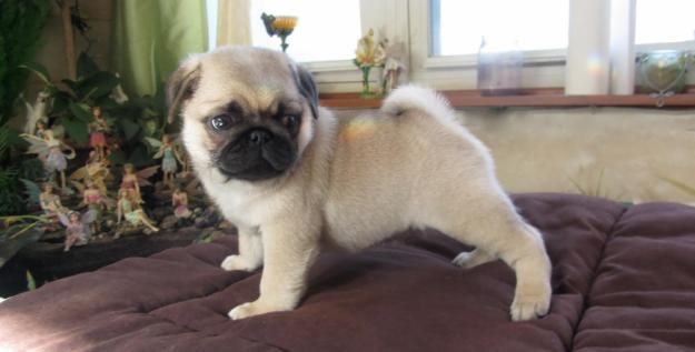 Hermosos cachorros Pug disponibles