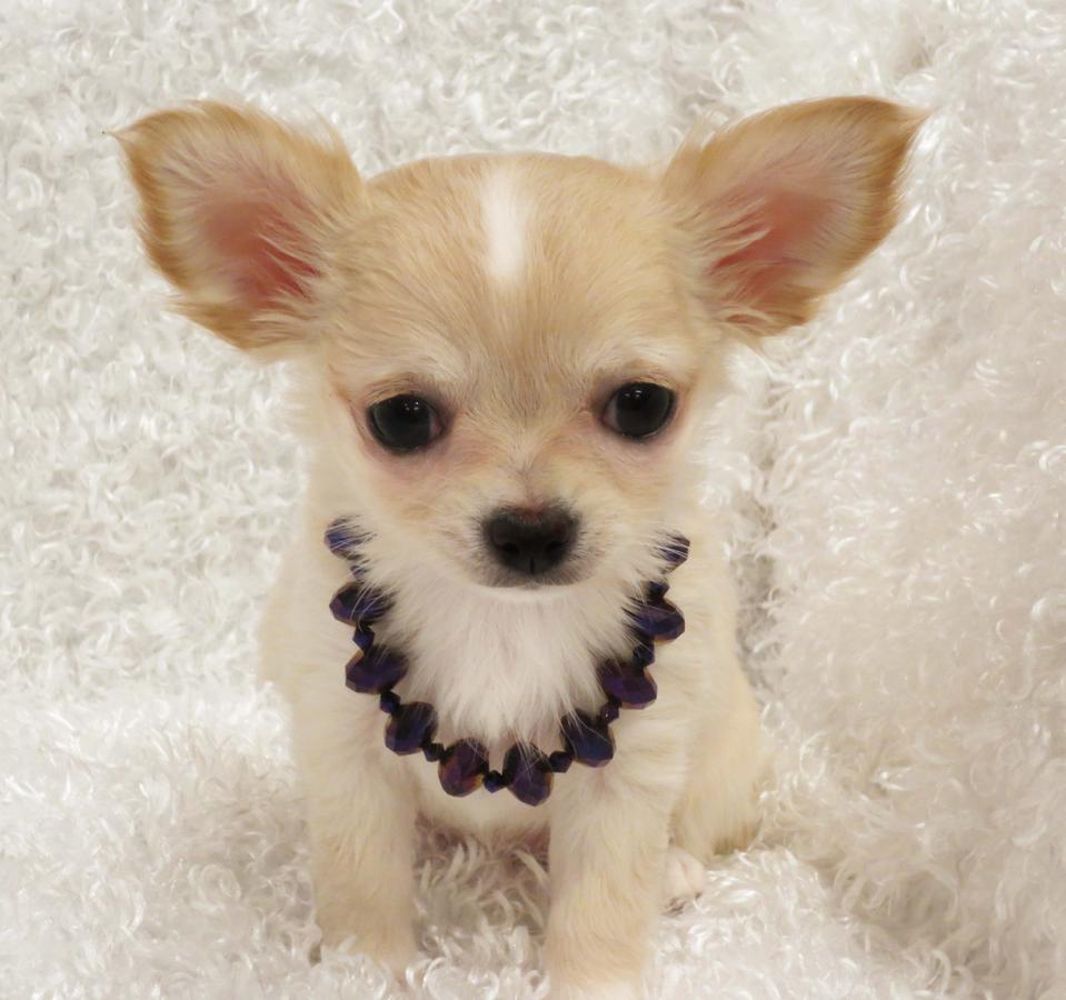 
Precio Chihuahua...........<strong>     $16,500.00  A   $20,000.00    (dependiendo del tamaño y color)</strong> <br><br>


100% pura raza, registrados todos los papeles en regla se envian a cualquier parte de la Republica.<br><br> 

<li>Contrato de compraventa<br><br></li>


<li>Seguro de vida gratuito por escrito de 5 años que cubre muerte en caso de cuestiones virales</li>
<br><br>

<li>Garantía de Pureza Racial<br><br></li>

<li>Certificado de registro inicial que extiende la Federación Canófila Mexicana donde los cachorros se entregan con tatuaje y microchip</li>

