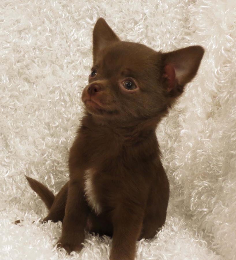 
Precio Chihuahua...........<strong>     $16,500.00  A   $20,000.00    (dependiendo del tamaño y color)</strong> <br><br>


100% pura raza, registrados todos los papeles en regla se envian a cualquier parte de la Republica.<br><br> 

<li>Contrato de compraventa<br><br></li>


<li>Seguro de vida gratuito por escrito de 5 años que cubre muerte en caso de cuestiones virales</li>
<br><br>

<li>Garantía de Pureza Racial<br><br></li>

<li>Certificado de registro inicial que extiende la Federación Canófila Mexicana donde los cachorros se entregan con tatuaje y microchip</li>

