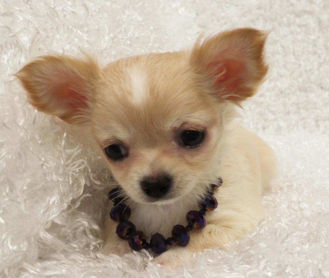 
Precio Chihuahua...........<strong>     $16,500.00  A   $20,000.00    (dependiendo del tamaño y color)</strong> <br><br>


100% pura raza, registrados todos los papeles en regla se envian a cualquier parte de la Republica.<br><br> 

<li>Contrato de compraventa<br><br></li>


<li>Seguro de vida gratuito por escrito de 5 años que cubre muerte en caso de cuestiones virales</li>
<br><br>

<li>Garantía de Pureza Racial<br><br></li>

<li>Certificado de registro inicial que extiende la Federación Canófila Mexicana donde los cachorros se entregan con tatuaje y microchip</li>

