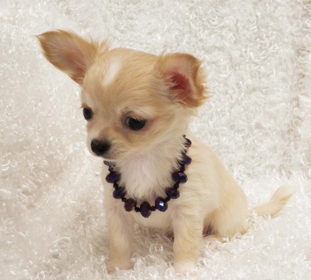 
Precio Chihuahua...........<strong>     $16,500.00  A   $20,000.00    (dependiendo del tamaño y color)</strong> <br><br>


100% pura raza, registrados todos los papeles en regla se envian a cualquier parte de la Republica.<br><br> 

<li>Contrato de compraventa<br><br></li>


<li>Seguro de vida gratuito por escrito de 5 años que cubre muerte en caso de cuestiones virales</li>
<br><br>

<li>Garantía de Pureza Racial<br><br></li>

<li>Certificado de registro inicial que extiende la Federación Canófila Mexicana donde los cachorros se entregan con tatuaje y microchip</li>

