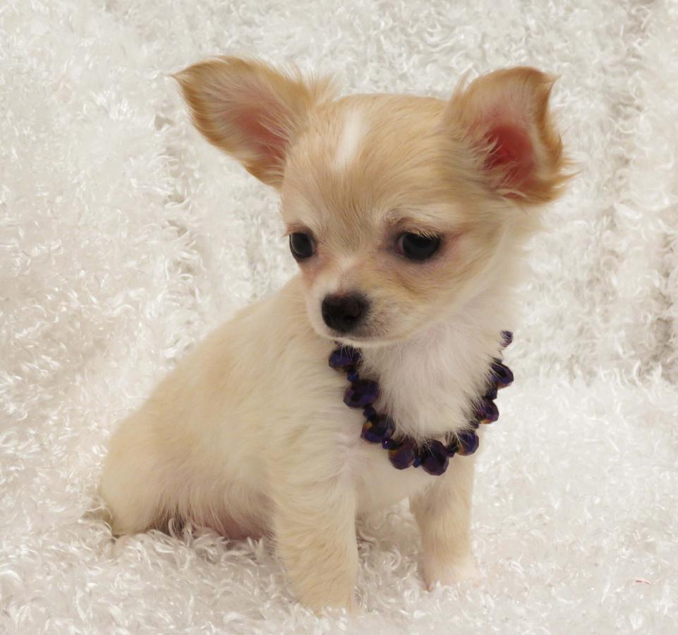
Precio Chihuahua...........<strong>     $16,500.00  A   $20,000.00    (dependiendo del tamaño y color)</strong> <br><br>


100% pura raza, registrados todos los papeles en regla se envian a cualquier parte de la Republica.<br><br> 

<li>Contrato de compraventa<br><br></li>


<li>Seguro de vida gratuito por escrito de 5 años que cubre muerte en caso de cuestiones virales</li>
<br><br>

<li>Garantía de Pureza Racial<br><br></li>

<li>Certificado de registro inicial que extiende la Federación Canófila Mexicana donde los cachorros se entregan con tatuaje y microchip</li>


