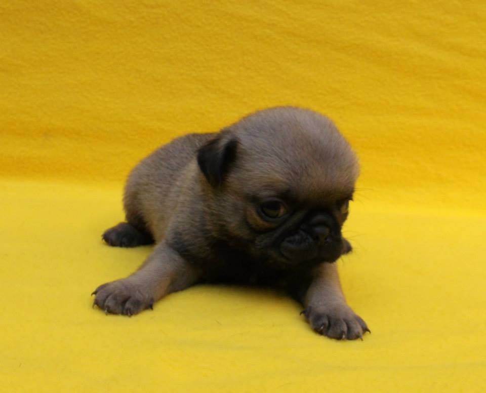 
Precio Pug...........<strong> $18,000.00  A   $20,000.00  (dependiendo del  color)</strong> <br><br>


100% pura raza, registrados todos los papeles en regla se envian a cualquier parte de la Republica.<br><br> 

<li>Contrato de compraventa<br><br></li>


<li>Seguro de vida gratuito por escrito de 5 años que cubre muerte en caso de cuestiones virales</li>
<br><br>

<li>Garantía de Pureza Racial<br><br></li>

<li>Certificado de registro inicial que extiende la Federación Canófila Mexicana donde los cachorros se entregan con tatuaje y microchip</li>

