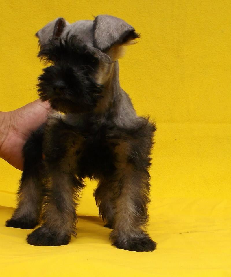 
Precio Schnauzer...........<strong>      $15,000.00   A   $22,000.00  (dependiendo del tamaño y color)</strong> <br><br>


100% pura raza, registrados todos los papeles en regla se envian a cualquier parte de la Republica.<br><br> 

<li>Contrato de compraventa<br><br></li>


<li>Seguro de vida gratuito por escrito de 5 años que cubre muerte en caso de cuestiones virales</li>
<br><br>

<li>Garantía de Pureza Racial<br><br></li>

<li>Certificado de registro inicial que extiende la Federación Canófila Mexicana donde los cachorros se entregan con tatuaje y microchip</li>

