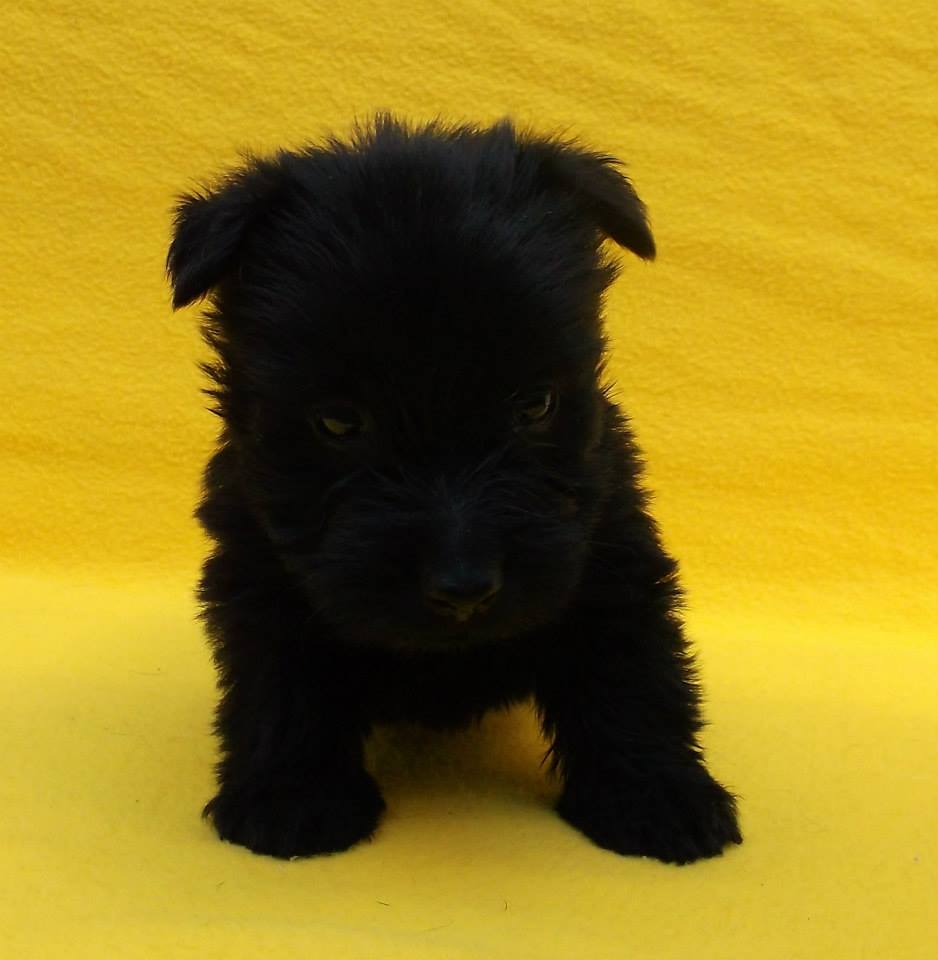 
Precio Scottish terrier...........<strong>       $18,000.00</strong> <br><br>


100% pura raza, registrados todos los papeles en regla se envian a cualquier parte de la Republica.<br><br> 

<li>Contrato de compraventa<br><br></li>


<li>Seguro de vida gratuito por escrito de 5 años que cubre muerte en caso de cuestiones virales</li>
<br><br>

<li>Garantía de Pureza Racial<br><br></li>

<li>Certificado de registro inicial que extiende la Federación Canófila Mexicana donde los cachorros se entregan con tatuaje y microchip</li>

