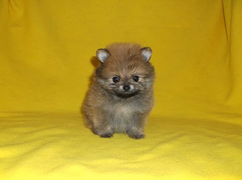 Precio: <br><br>

Pomerania Estándar $16,900 <br>
Lulú $19,300 <br><br>

100% pura raza, registrados todos los papeles en regla se envian a cualquier parte de la Republica. <br><br>

. Todos nuestros cachorros tienen tatuaje, microchip y registro. Cachorro sano y 100% de raza pura, la cual garantizamos en nuestra póliza de 5 años por cualquier enfermedad viral y pureza racial. Estamos en Estado de Mexico